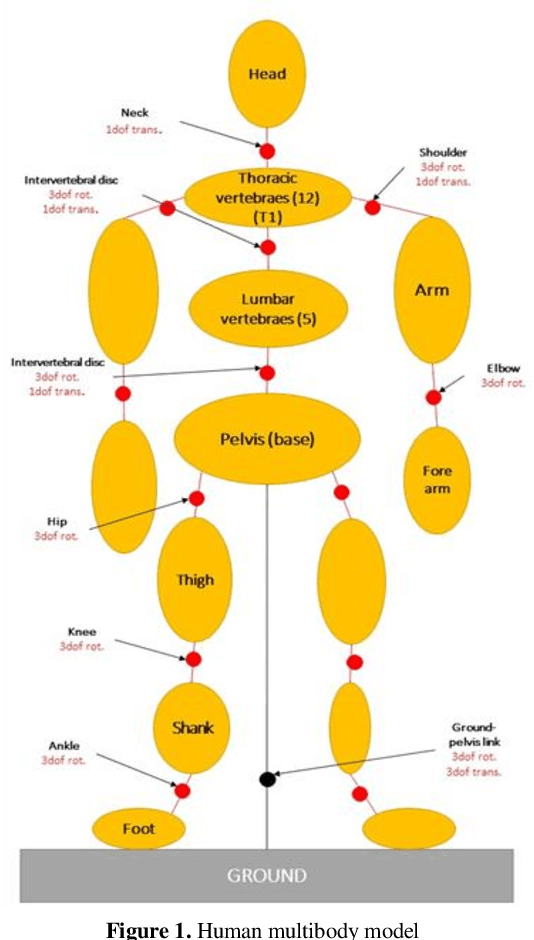 Figure 1 for Design of an assistive trunk exoskeleton based on multibody dynamic modelling