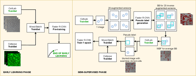 Figure 1 for Seamless Iterative Semi-Supervised Correction of Imperfect Labels in Microscopy Images