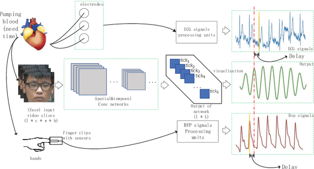 Figure 1 for WPPG Net: A Non-contact Video Based Heart Rate Extraction Network Framework with Compatible Training Capability
