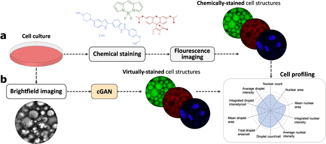 Figure 1 for Extracting quantitative biological information from brightfield cell images using deep learning