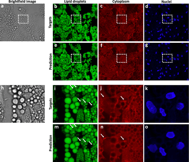 Figure 3 for Extracting quantitative biological information from brightfield cell images using deep learning