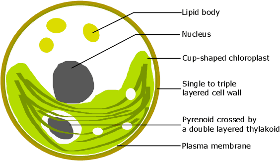 Figure 3 for Limited Angle Tomography for Transmission X-Ray Microscopy Using Deep Learning