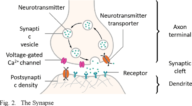 Figure 2 for An Introductory Review of Spiking Neural Network and Artificial Neural Network: From Biological Intelligence to Artificial Intelligence