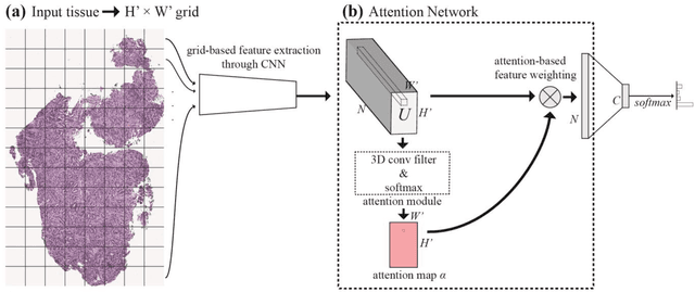 Figure 3 for Finding a Needle in the Haystack: Attention-Based Classification of High Resolution Microscopy Images