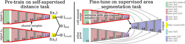 Figure 2 for Improving Cytoarchitectonic Segmentation of Human Brain Areas with Self-supervised Siamese Networks