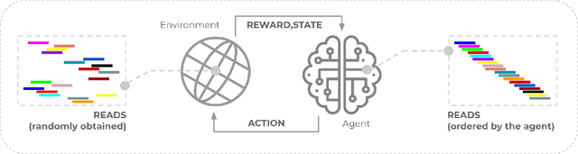 Figure 3 for Towards a reinforcement learning de novo genome assembler