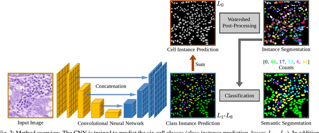 Figure 2 for ciscNet -- A Single-Branch Cell Instance Segmentation and Classification Network