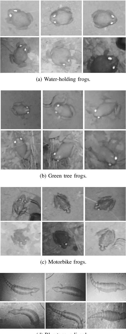 Figure 2 for In Situ Cane Toad Recognition