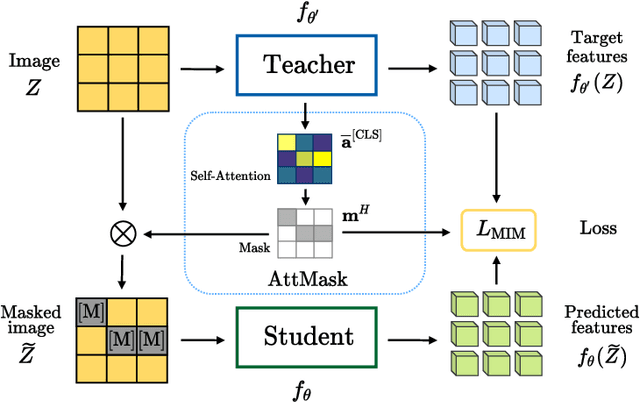 Figure 2 for What to Hide from Your Students: Attention-Guided Masked Image Modeling