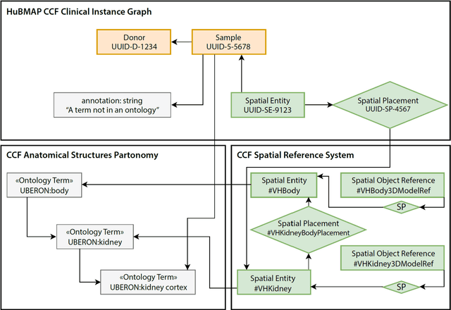 Figure 4 for Construction and Usage of a Human Body Common Coordinate Framework Comprising Clinical, Semantic, and Spatial Ontologies