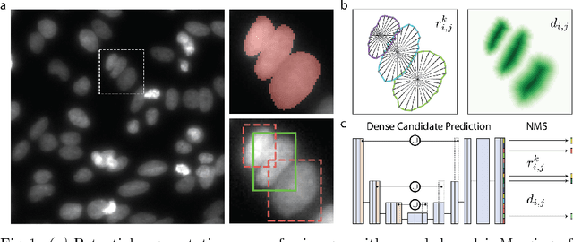 Figure 1 for Cell Detection with Star-convex Polygons