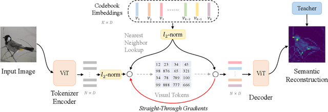 Figure 3 for BEiT v2: Masked Image Modeling with Vector-Quantized Visual Tokenizers