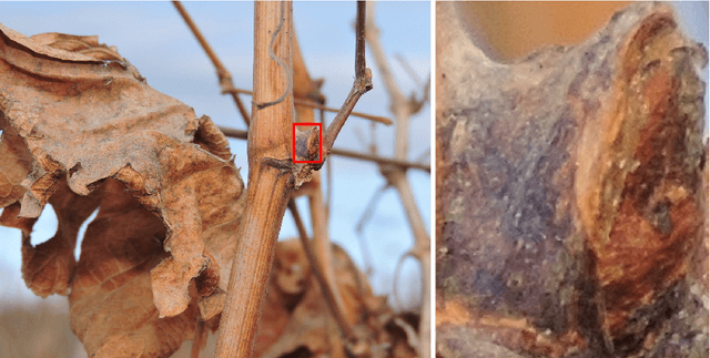Figure 1 for Image Classification of Grapevine Buds using Scale-Invariant Features Transform, Bag of Features and Support Vector Machines