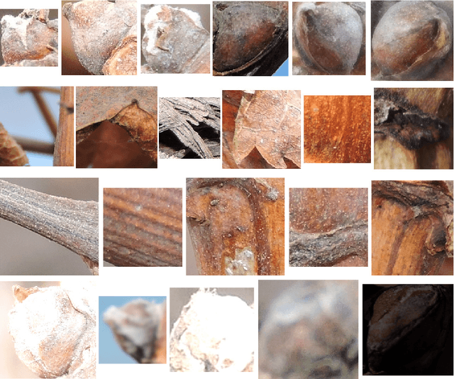 Figure 3 for Image Classification of Grapevine Buds using Scale-Invariant Features Transform, Bag of Features and Support Vector Machines