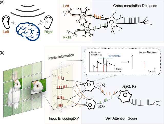 Figure 1 for Efficient Spiking Transformer Enabled By Partial Information