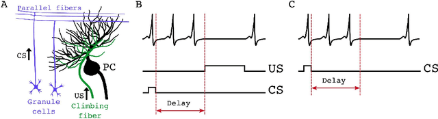 Figure 2 for Constrained plasticity reserve as a natural way to control frequency and weights in spiking neural networks