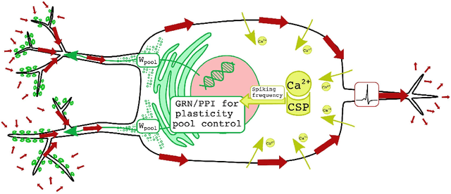 Figure 4 for Constrained plasticity reserve as a natural way to control frequency and weights in spiking neural networks