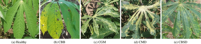 Figure 1 for iCassava 2019Fine-Grained Visual Categorization Challenge