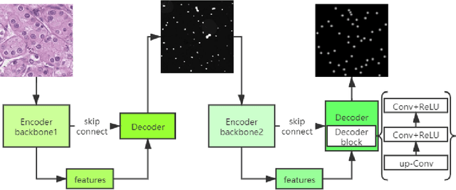 Figure 1 for W-Net: A Two-Stage Convolutional Network for Nucleus Detection in Histopathology Image
