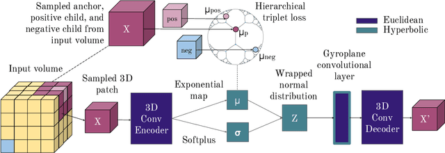 Figure 1 for Learning Hyperbolic Representations for Unsupervised 3D Segmentation