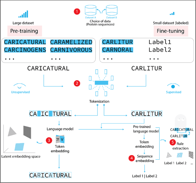 Figure 2 for Advancing protein language models with linguistics: a roadmap for improved interpretability