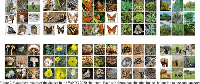 Figure 3 for Tips and Tricks for Webly-Supervised Fine-Grained Recognition: Learning from the WebFG 2020 Challenge
