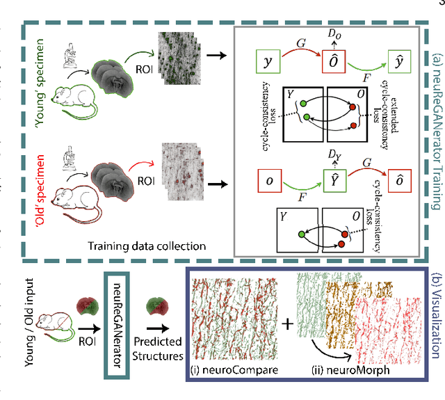 Figure 3 for NeuRegenerate: A Framework for Visualizing Neurodegeneration