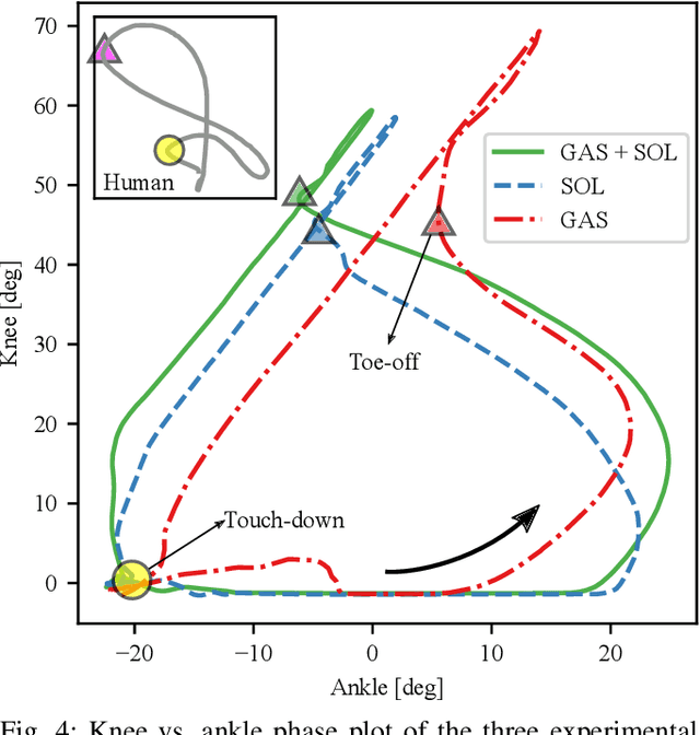 Figure 4 for Investigation on a bipedal robot: Why do humans need both Soleus andGastrocnemius muscles for ankle push-off during walking?