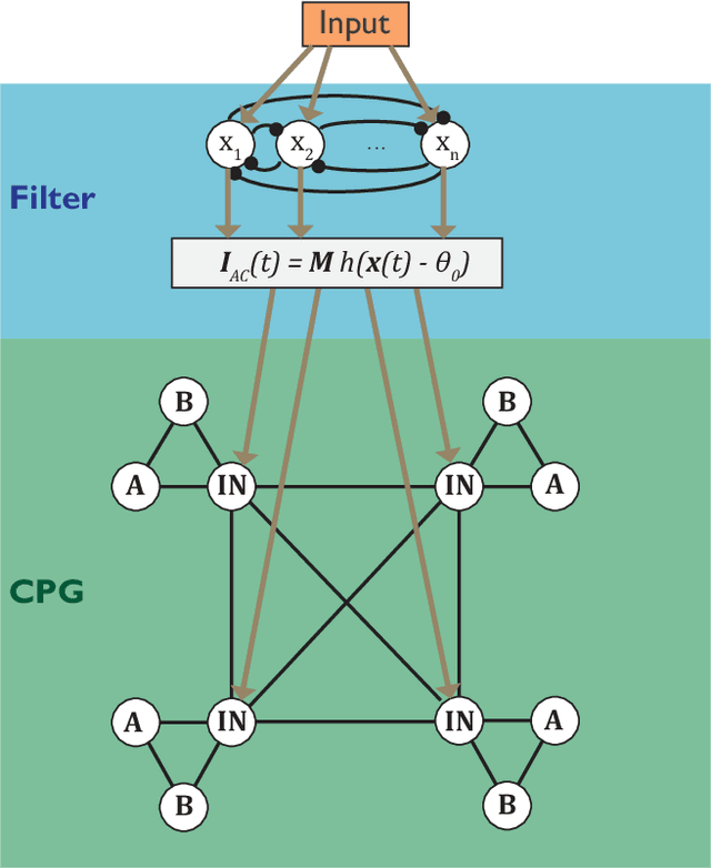 Figure 1 for Rapid rhythmic entrainment in bio-inspired central pattern generators