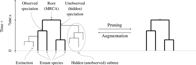 Figure 1 for Probabilistic programming for birth-death models of evolution using an alive particle filter with delayed sampling