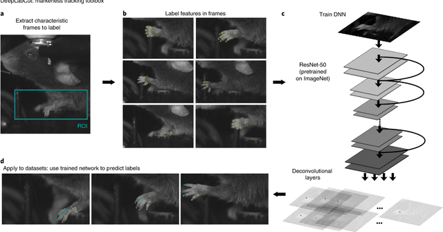 Figure 1 for Markerless tracking of user-defined features with deep learning