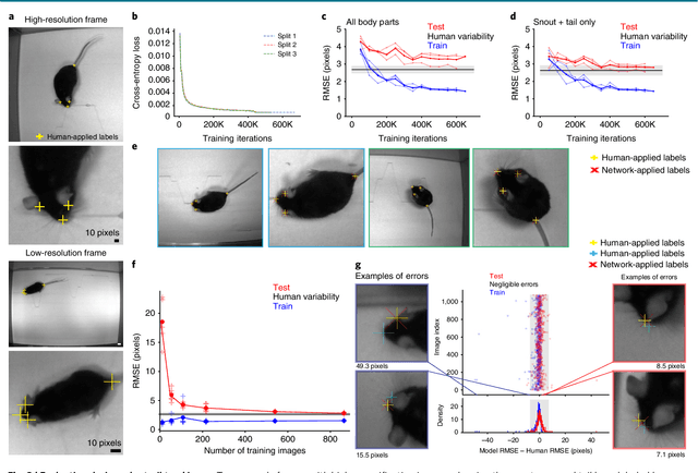 Figure 2 for Markerless tracking of user-defined features with deep learning