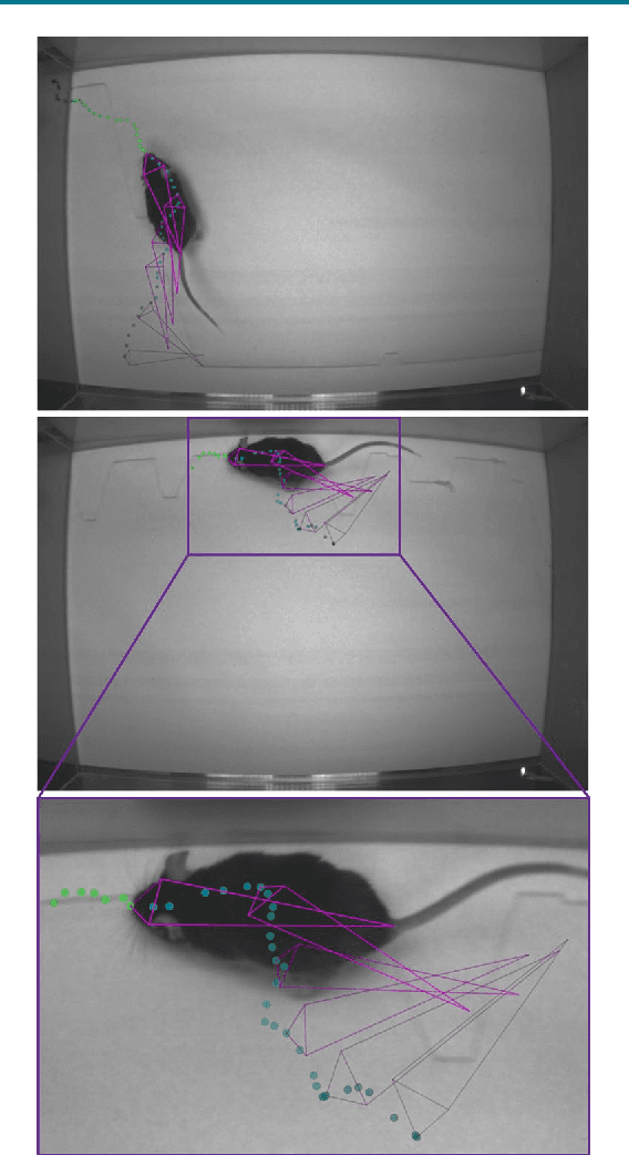 Figure 3 for Markerless tracking of user-defined features with deep learning