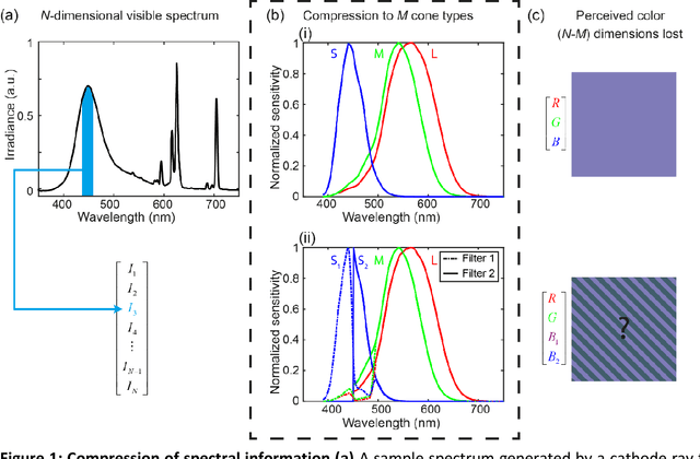 Figure 1 for Enhancing human color vision by breaking binocular redundancy