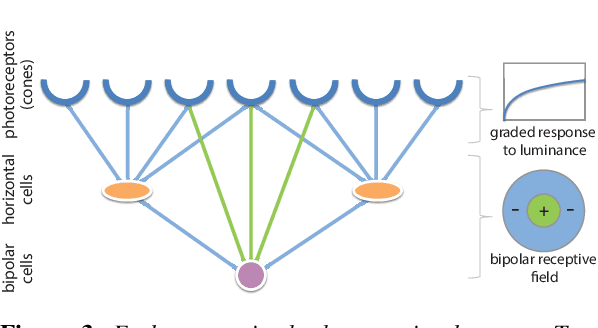 Figure 3 for Reducing Lateral Visual Biases in Displays