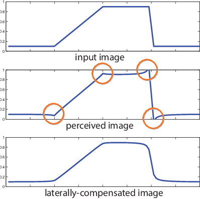 Figure 4 for Reducing Lateral Visual Biases in Displays