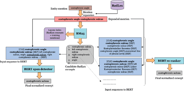Figure 3 for RadLex Normalization in Radiology Reports
