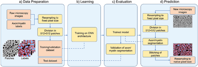 Figure 3 for AxonDeepSeg: automatic axon and myelin segmentation from microscopy data using convolutional neural networks