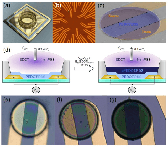 Figure 1 for Bio-inspired adaptive sensing through electropolymerization of organic electrochemical transistors
