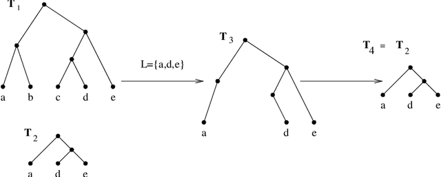 Figure 3 for The Ultrametric Constraint and its Application to Phylogenetics