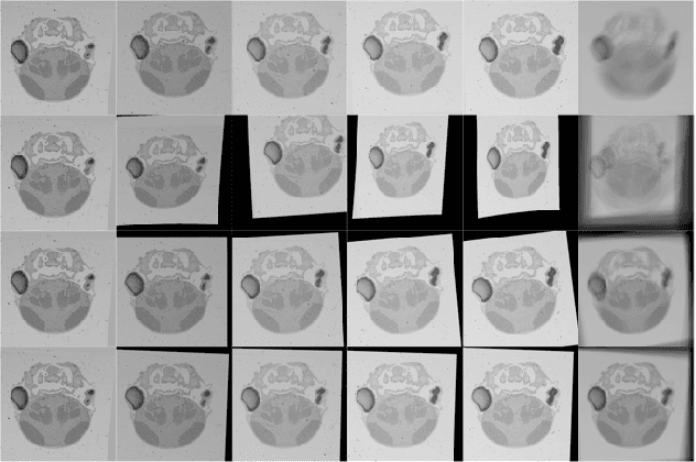 Figure 4 for Non-iterative Simultaneous Rigid Registration Method for Serial Sections of Biological Tissue