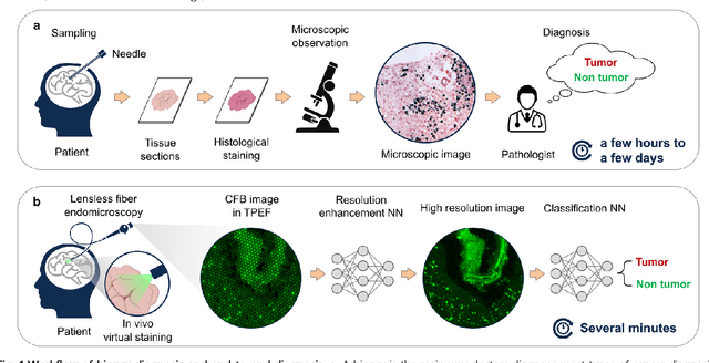 Figure 1 for Learned end-to-end high-resolution lensless fiber imaging toward intraoperative real-time cancer diagnosis