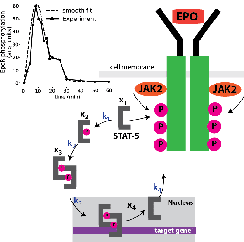 Figure 1 for Learning physically consistent mathematical models from data using group sparsity