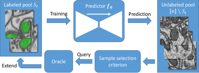Figure 1 for Cost-efficient segmentation of electron microscopy images using active learning