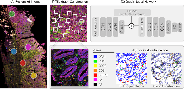 Figure 1 for A Graph Based Neural Network Approach to Immune Profiling of Multiplexed Tissue Samples