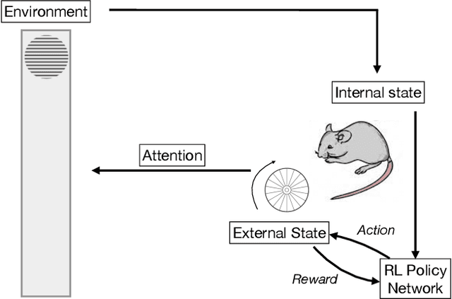 Figure 1 for Encoding priors in the brain: a reinforcement learning model for mouse decision making