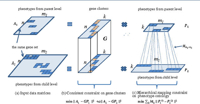 Figure 1 for Mining Functional Modules by Multiview-NMF of Phenome-Genome Association