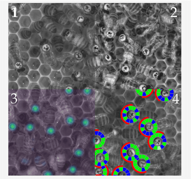 Figure 4 for Automatic localization and decoding of honeybee markers using deep convolutional neural networks