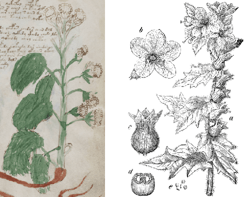 Figure 2 for The Voynich Manuscript is Written in Natural Language: The Pahlavi Hypothesis