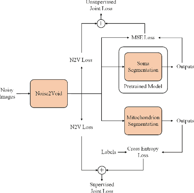 Figure 1 for Joint Optical Neuroimaging Denoising with Semantic Tasks